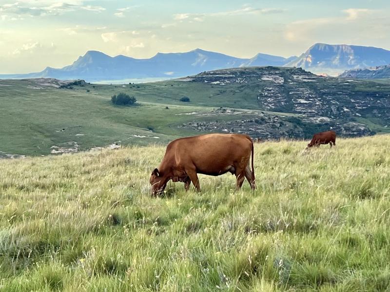 0 Bedroom Property for Sale in Fouriesburg Free State